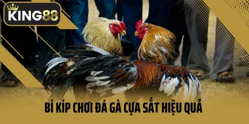 Bí kíp chơi đá gà cựa sắt hiệu quả như cao thủ