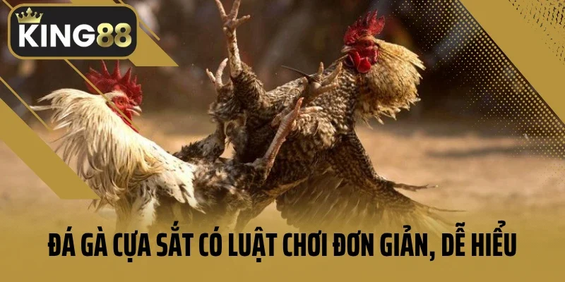Đá gà cựa sắt có luật chơi đơn giản, dễ hiểu