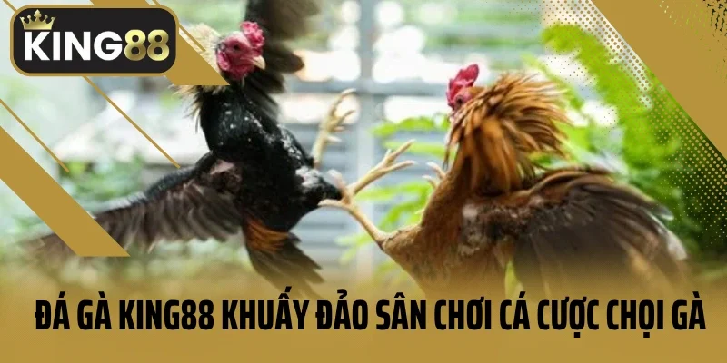 Đá gà King88 khuấy đảo sân chơi cá cược chọi gà
