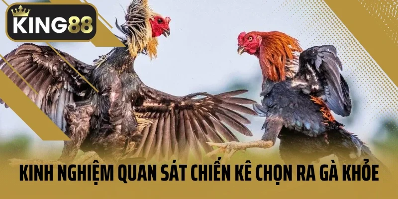 Kinh nghiệm quan sát chiến kê chọn ra gà khỏe