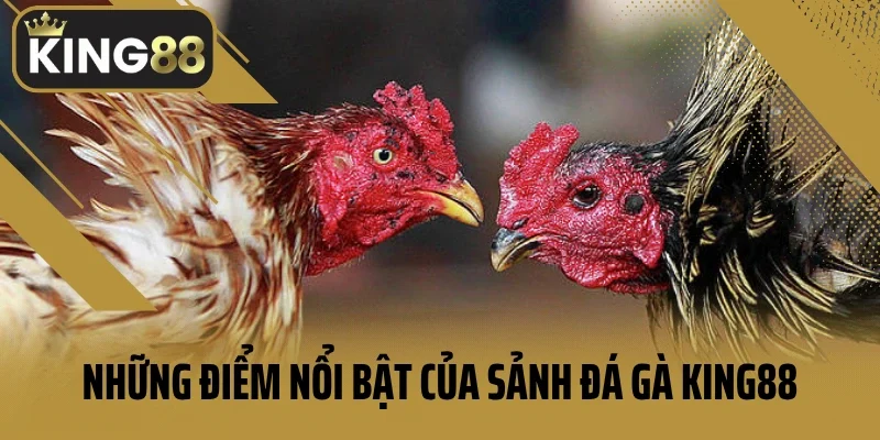 Những điểm nổi bật của sảnh đá gà King88